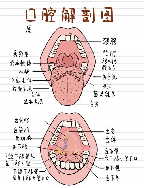 口腔上部叫什么