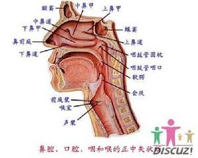 口腔上部叫什么