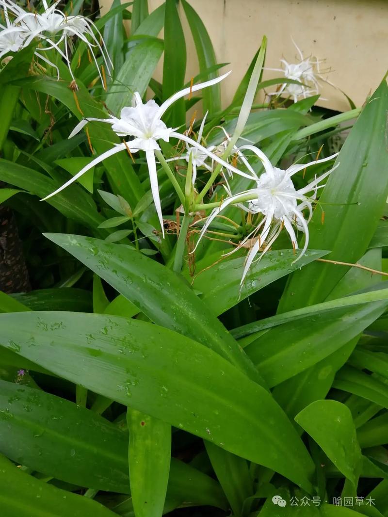 芭什么兰