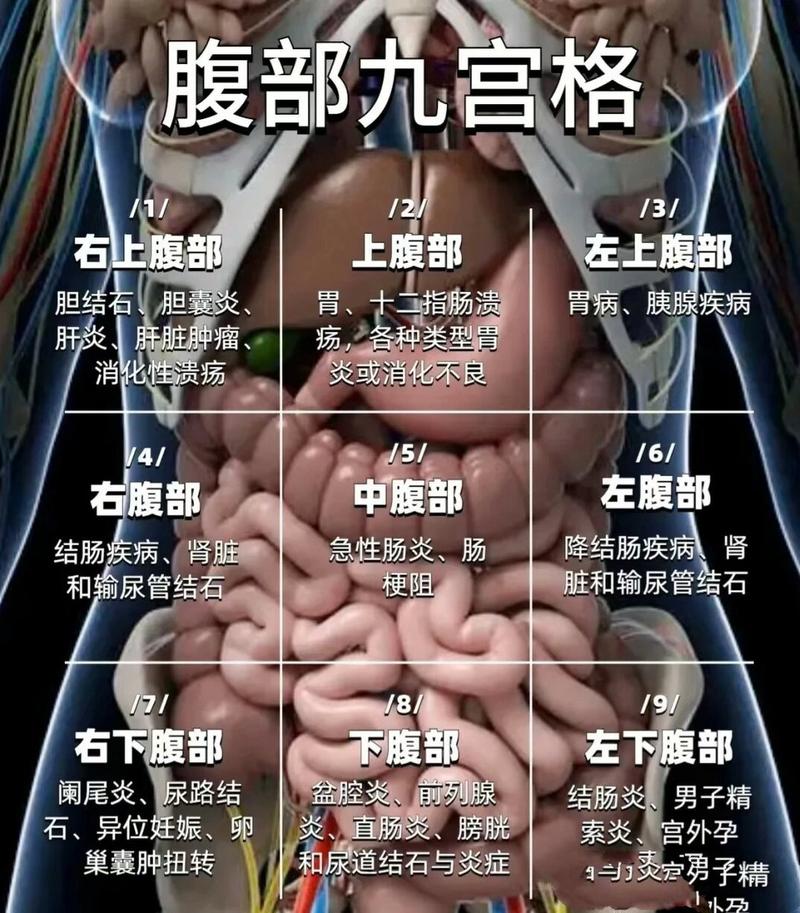 腹部在什么位置图片