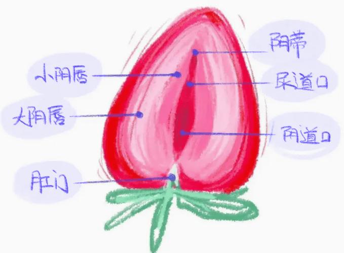 阴唇肿大什么原因