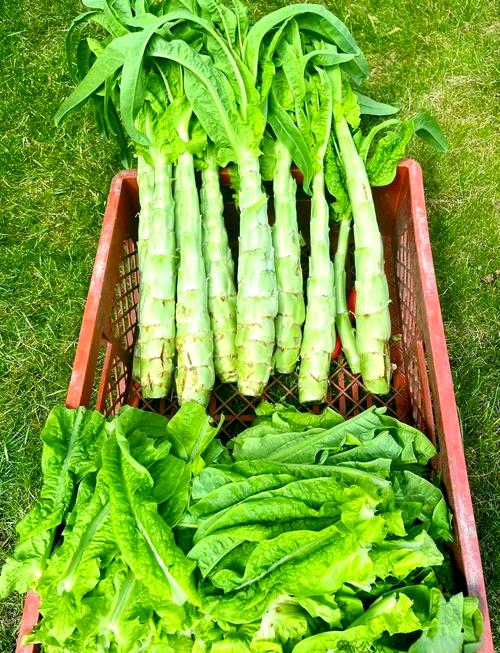 秋季吃什么蔬菜最好