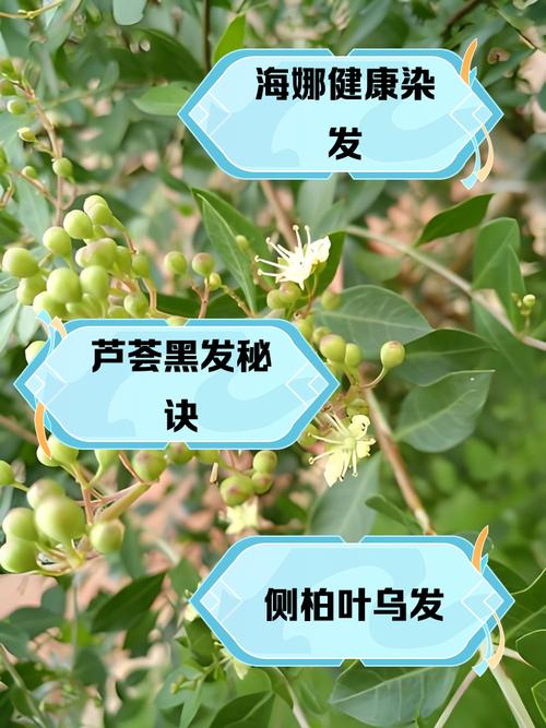 什么植物可以染头发