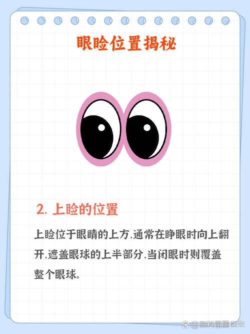 眼睑在什么地方