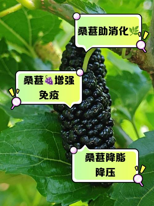 桑葚与什么相克