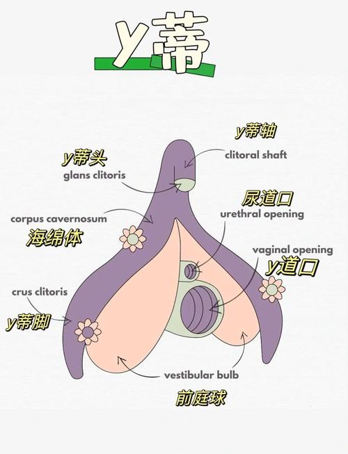 阴蒂什么作用