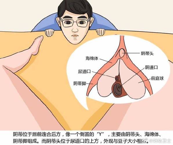 阴蒂什么作用