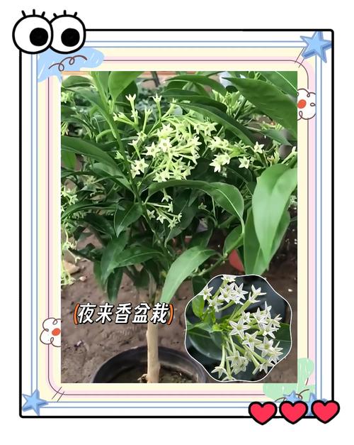 夜来香长什么样子