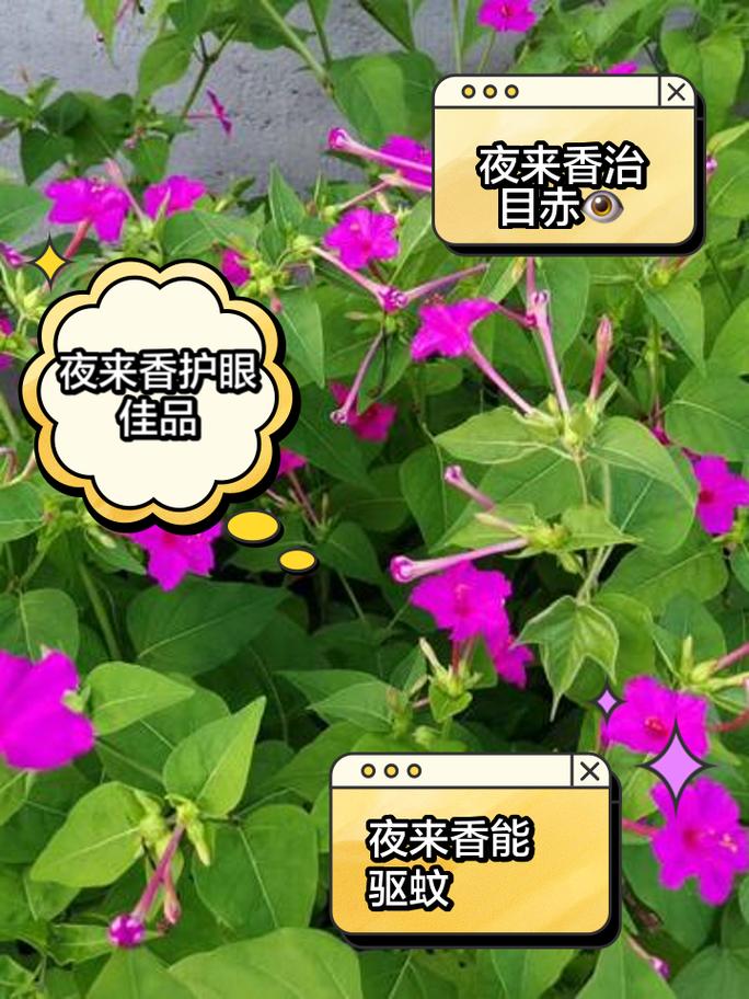 夜来香长什么样子