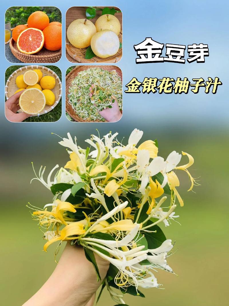 金银花加什么可以减肥