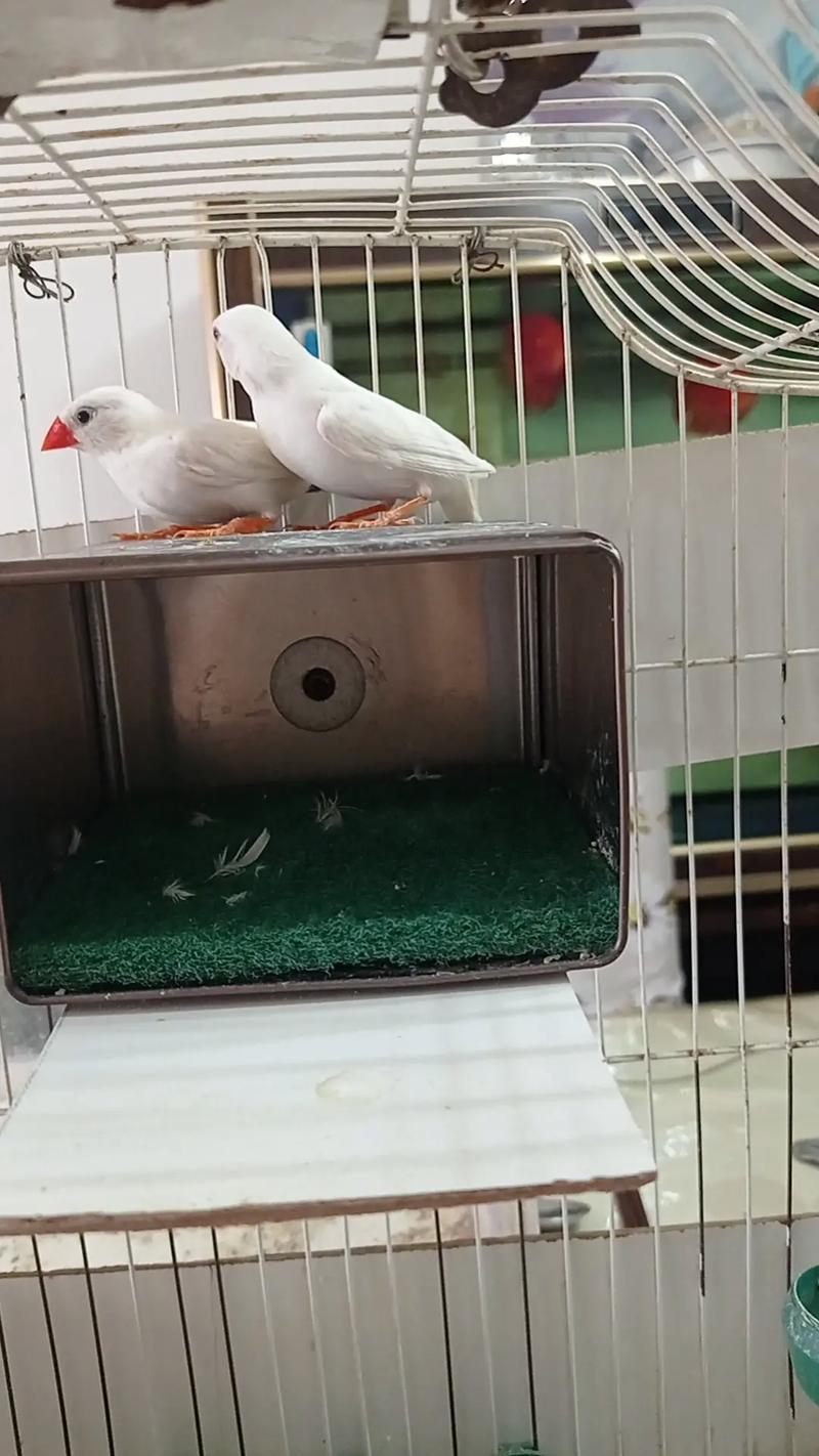 百雀是什么
