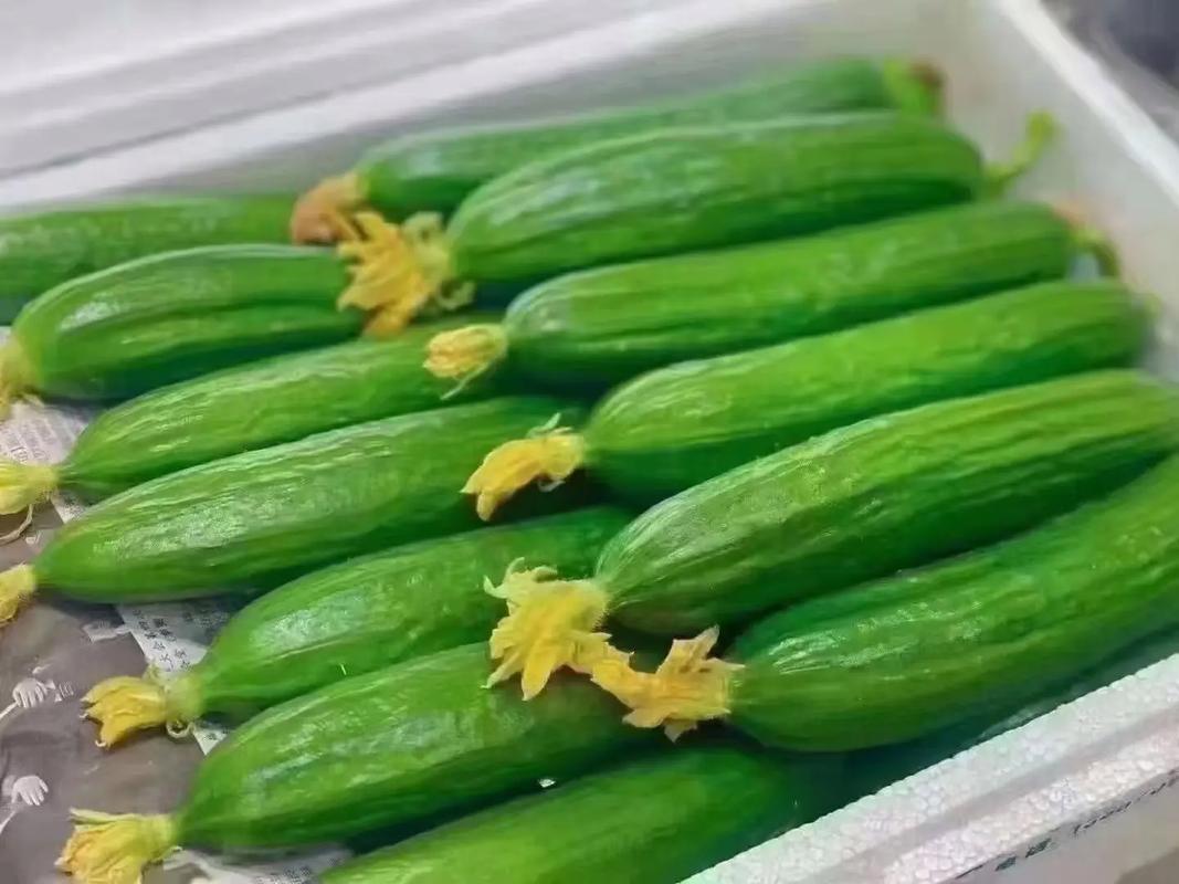 什么黄瓜减肥