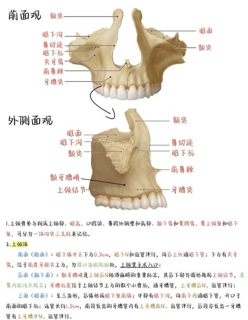 颌念什么