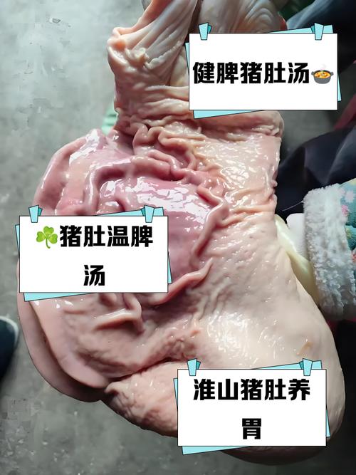 猪肚配什么治胃病