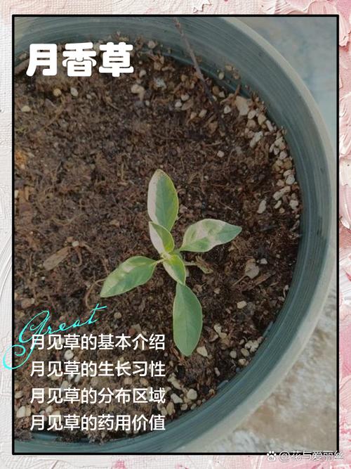月见草有什么功效