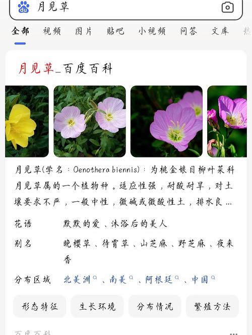 月见草有什么功效