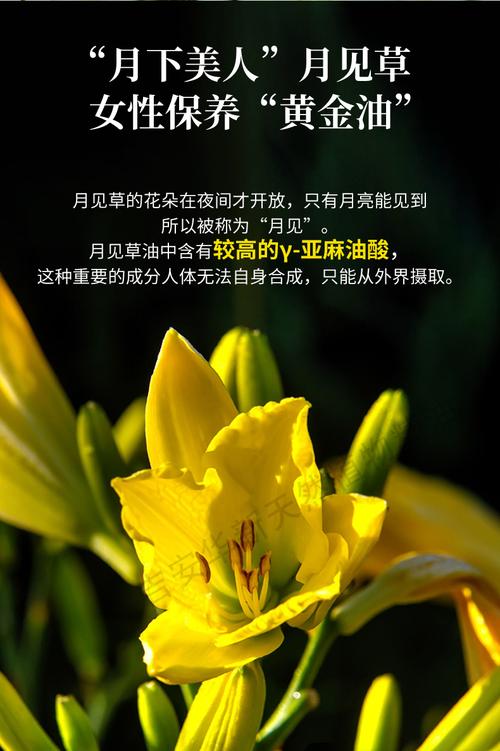 月见草有什么功效