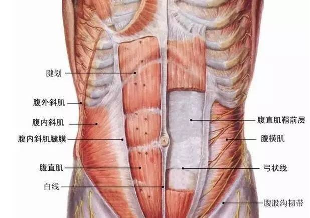 人鱼线什么