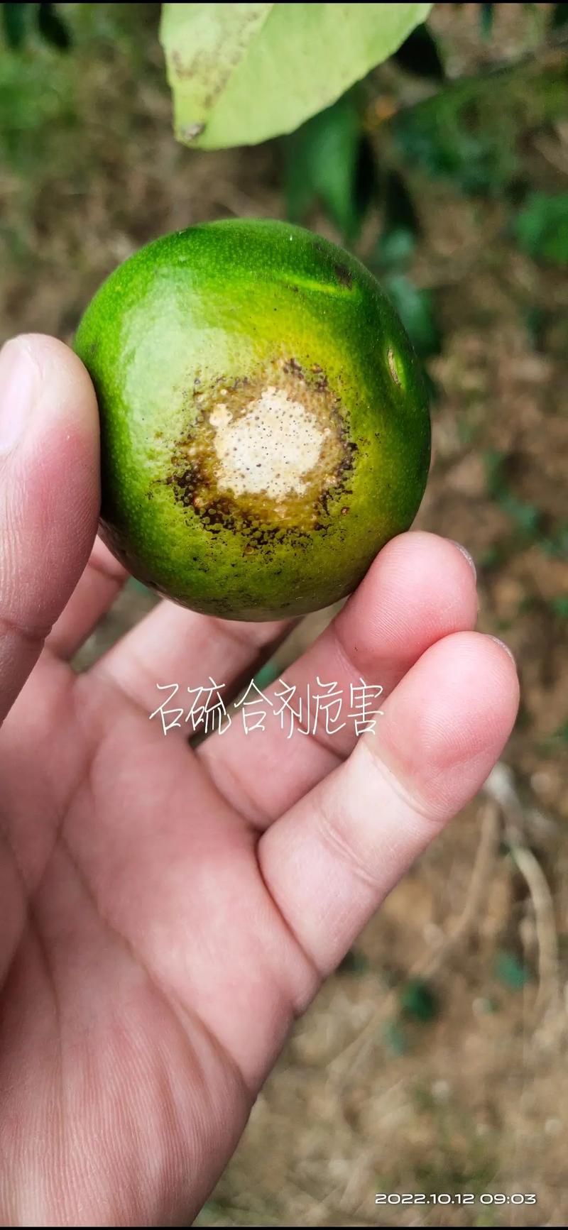 图什么害什么