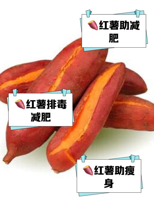减肥吃什么红薯