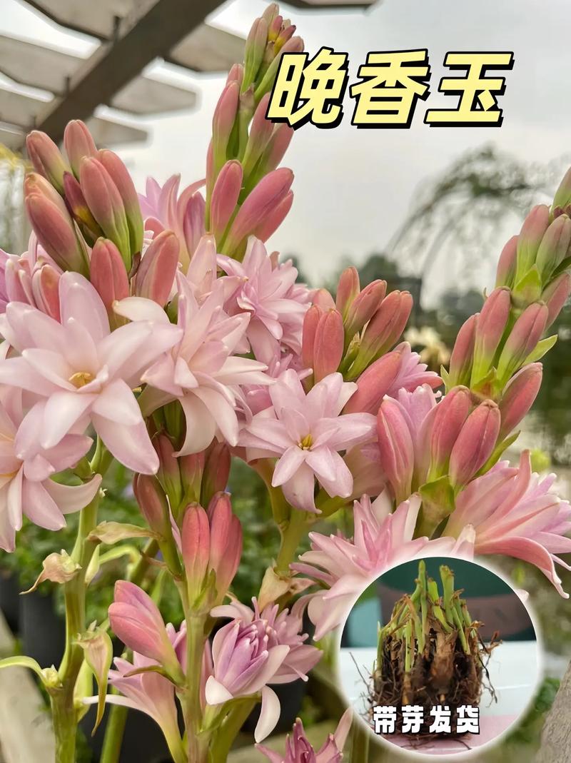 晚香玉是什么味道
