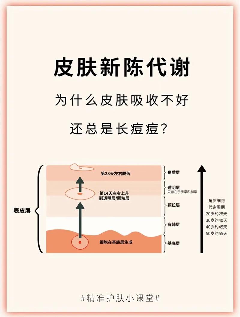 皮肤代谢是什么意思