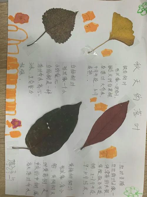 秋天有什么发现