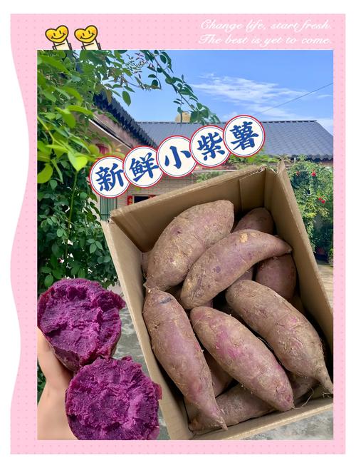 紫薯和什么吃可以减肥