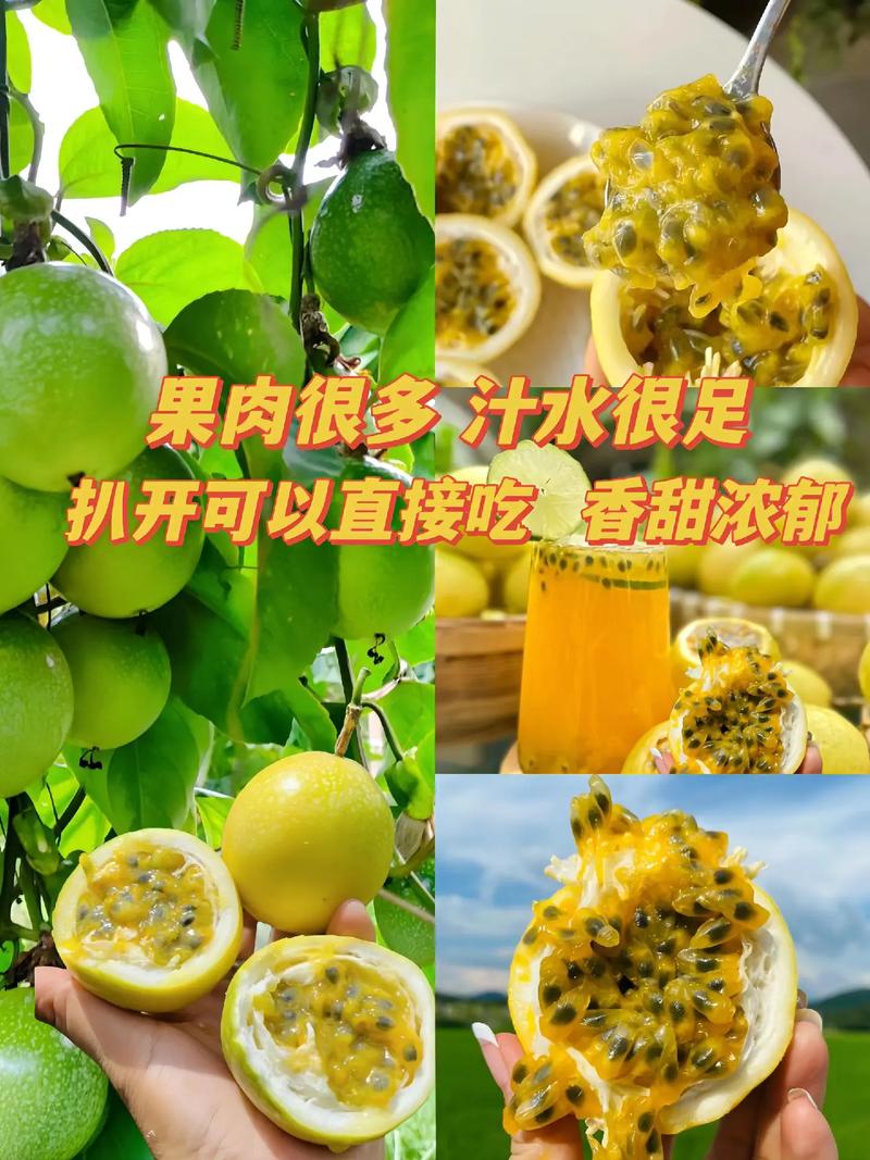 泡水喝减肥的什么果