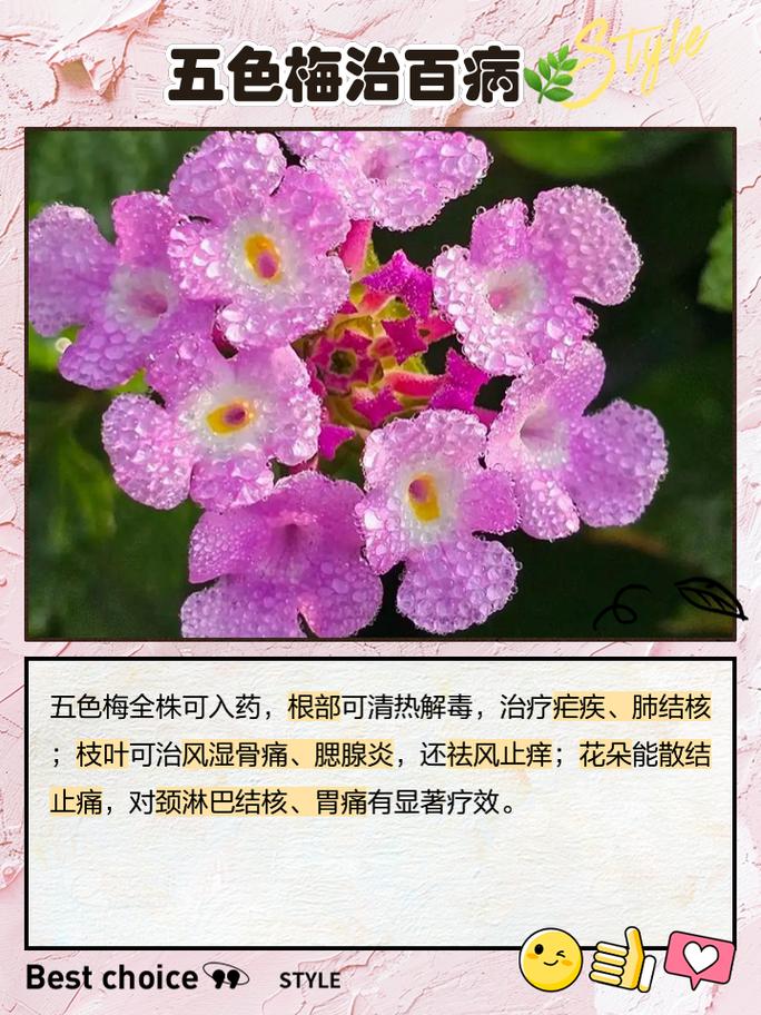 梅有什么作用