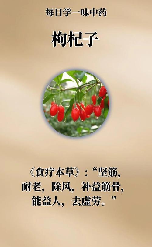 枸杞子为什么能减肥吗