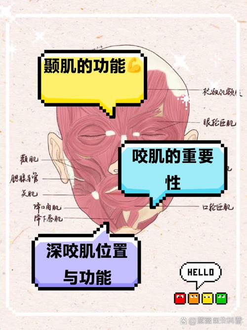为什么会有咬肌
