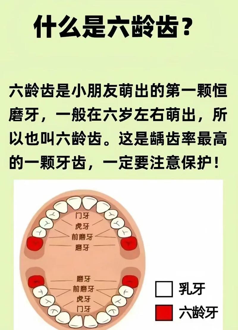 最后面的牙齿叫什么