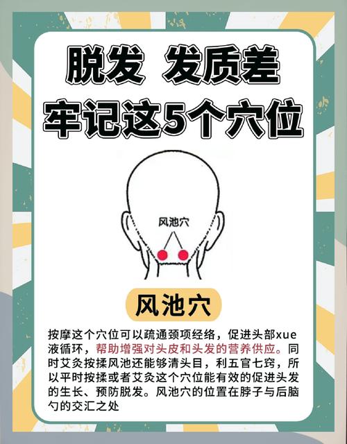 脱发按摩什么穴位