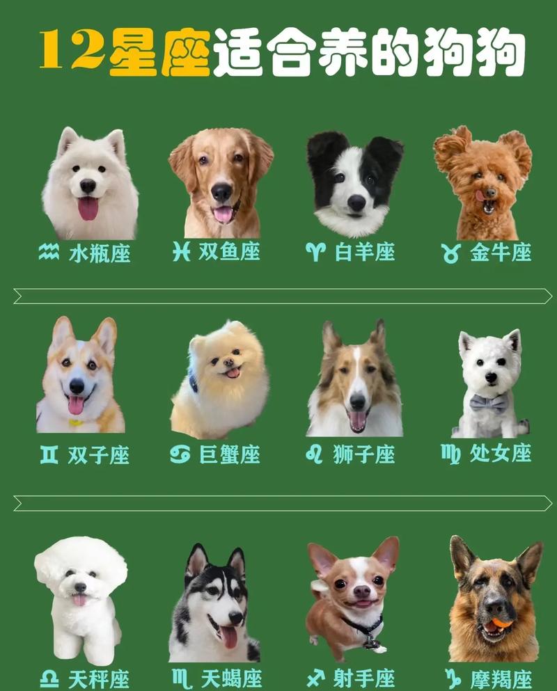 天秤座适合养什么狗