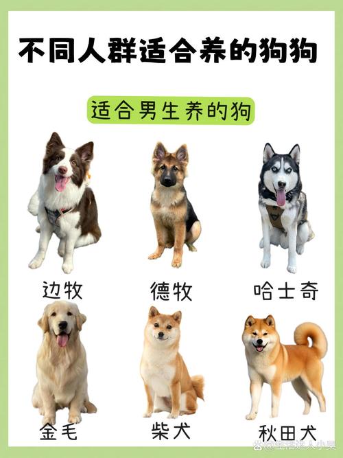 天秤座适合养什么狗
