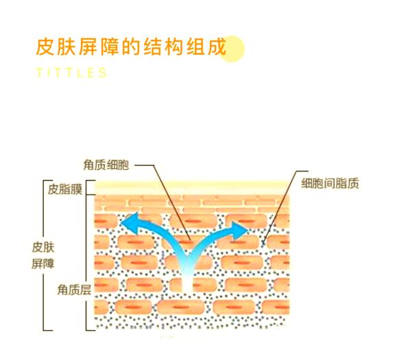 角质层是什么东西