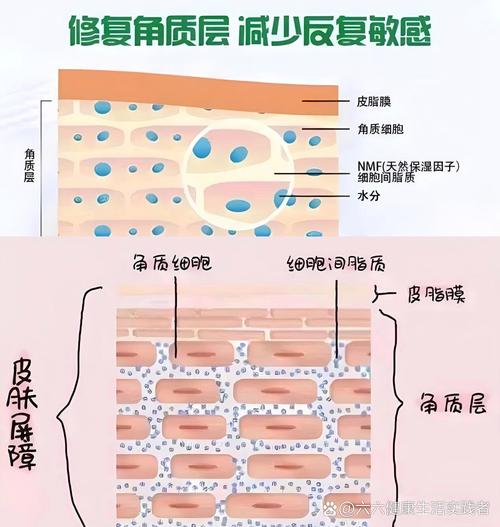 角质层是什么东西