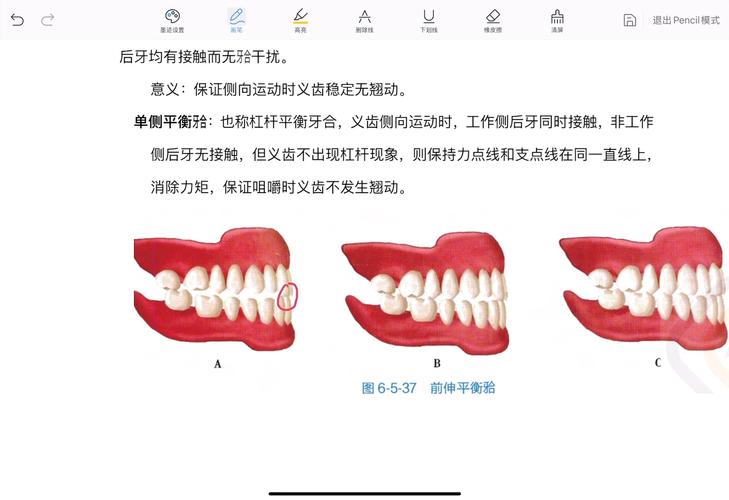 对颌是什么