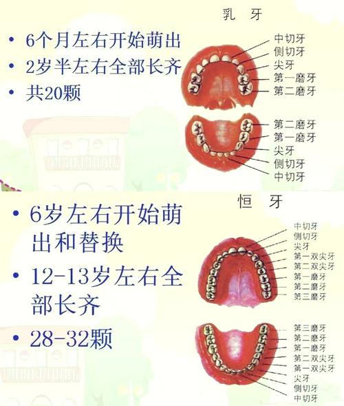 什么是门齿