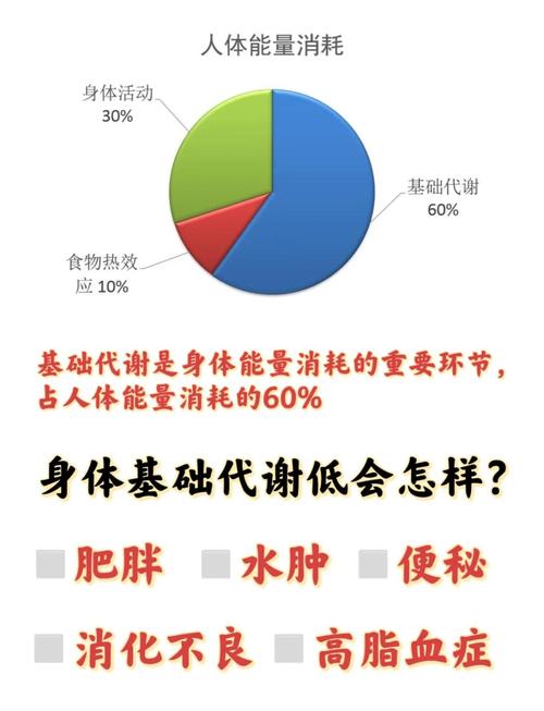 什么是基础代谢率