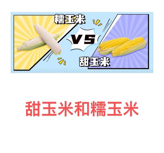 玉米和什么一起吃减肥吗