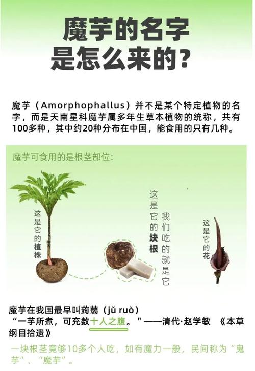 为什么魔芋可以减肥