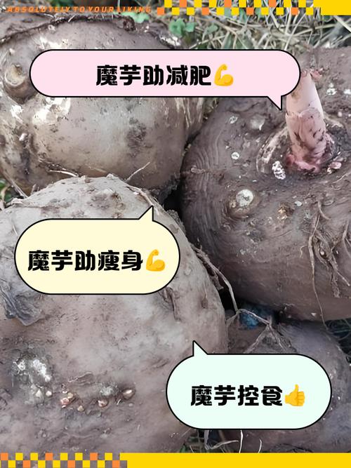 为什么魔芋可以减肥