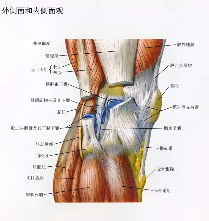大腿外侧是什么肌肉