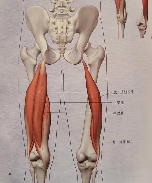大腿外侧是什么肌肉