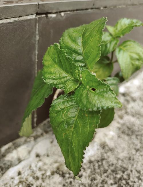 有什么植物可以减肥
