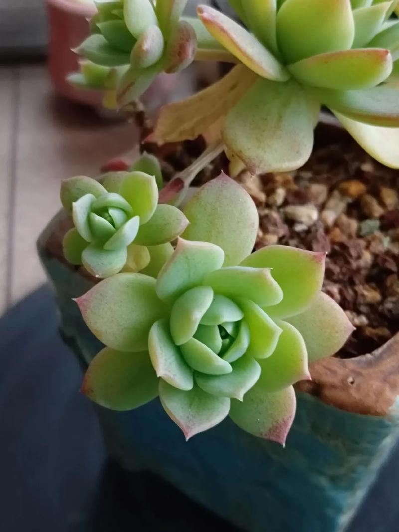 有什么植物可以减肥