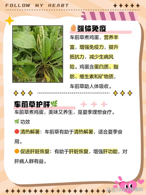 什么草有减肥功效与作用