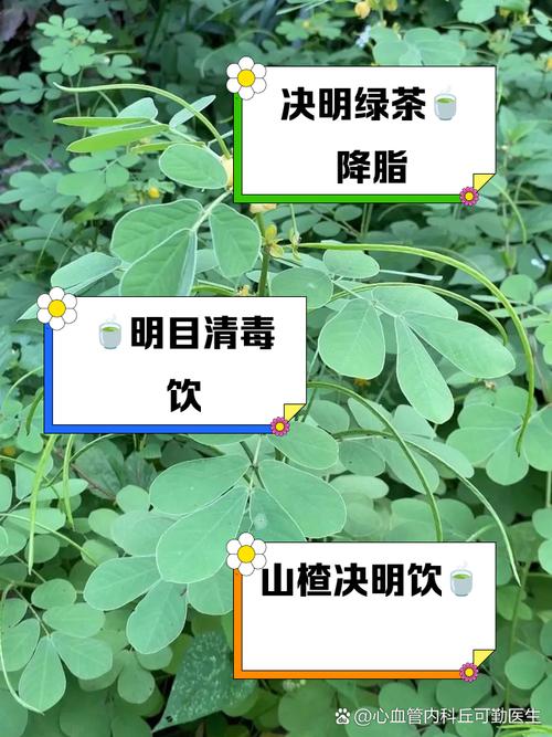 决明子配什么可以减肥吗